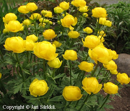 Trollius europaeus